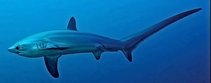 Alopias vulpinus _07.jpg